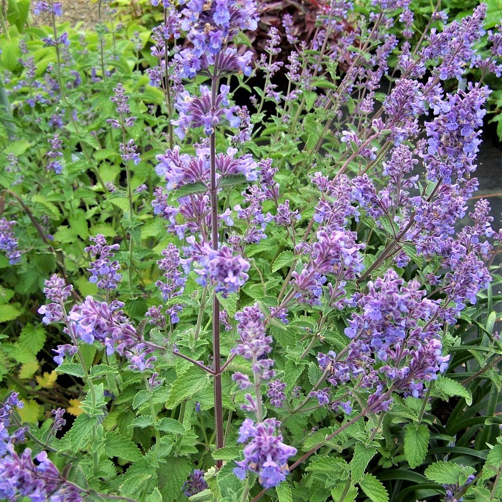 Саджанці Котовника Сікс Хіллз Гіант (Nebula Six Hills Giant) Р9, фото 1