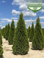 Thuja occidentalis 'Smaragd', Туя західна 'Смарагд',WRB - ком/сітка,H140+ см