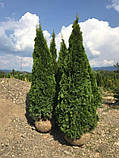 Thuja occidentalis 'Smaragd', Туя західна 'Смарагд',WRB - ком/сітка,H180+ см, фото 8