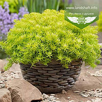 Sedum sediforme 'Gold', Очиток очитковидний 'Голд',C2 - горщик 2л