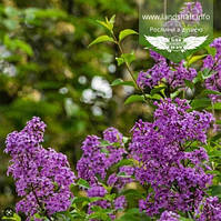 Syringa Bloomerang 'Dark Purple', Бузок 'Дарк П'єрпл',40 см, C3.6 — гірник 3,6 л