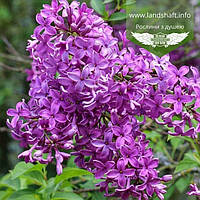 Syringa chinensis 'Saugeana', Бузок китайський 'Сагіна',C5 - горщик 5л