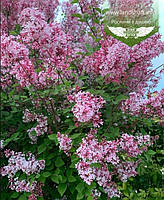 Syringa microphylla 'Superba', Бузок дрібнолистий 'Суперба',C5 - горщик 5л,Н60+ см