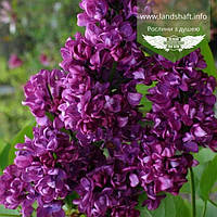 Syringa vulgaris 'Charles Joly', Бузок звичайний 'Шарль Жолі',C10 - горщик 10л