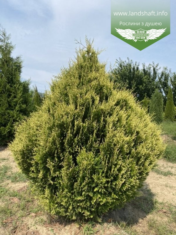 Thuja occidentalis 'Stolwijk', Туя західна 'Столвік',WRB - ком/сітка,180-200см - фото 1 - id-p1901297214