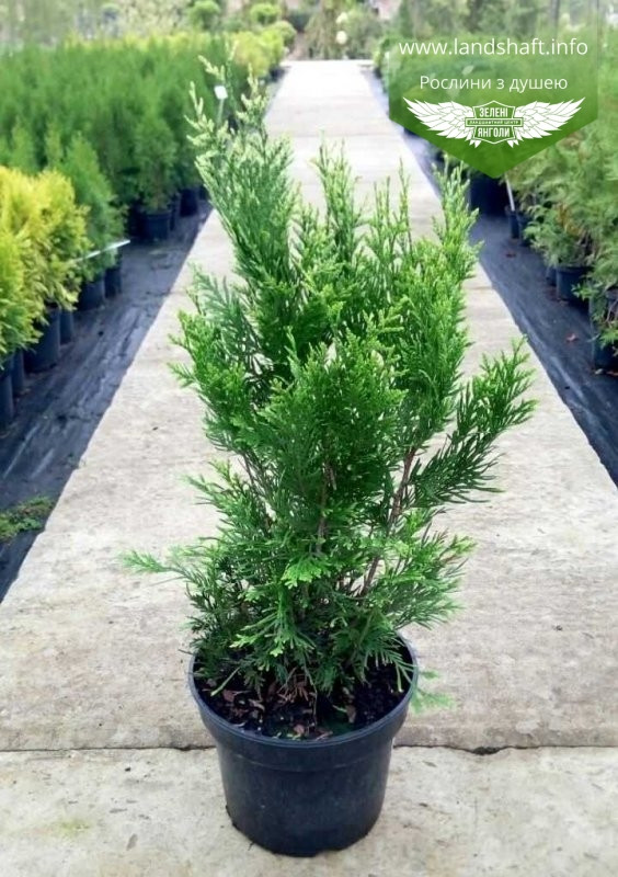 Thuja occidentalis 'Stolwijk', Туя західна 'Столвік',WRB - ком/сітка,180-200см - фото 4 - id-p1901297214