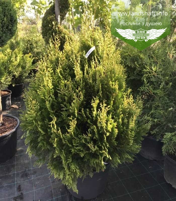 Thuja occidentalis 'Stolwijk', Туя західна 'Столвік',WRB - ком/сітка,180-200см - фото 5 - id-p1901297214