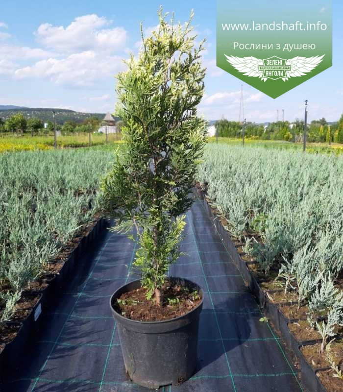 Thuja occidentalis 'Stolwijk', Туя західна 'Столвік',WRB - ком/сітка,180-200см - фото 6 - id-p1901297214