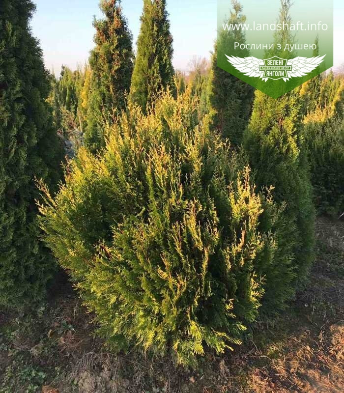 Thuja occidentalis 'Stolwijk', Туя західна 'Столвік',WRB - ком/сітка,180-200см - фото 7 - id-p1901297214