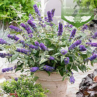 Buddleja davidii 'Blue Chip', Будлея Давіда 'Блу Чіп',C3 - горщик 3л