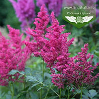 Astilbe arendsii 'Astary Rose', Астильба Арендса 'Астарі Роуз',P9 - горщик 9х9х9