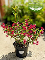 Weigela x hybrida 'Eva Rathke', Вейгела гібридна 'Ева Ратке',C2 - горщик 2л