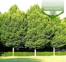 Carpinus betulus, Граб європейський,WRB - ком/сітка,Екстра,300-350см