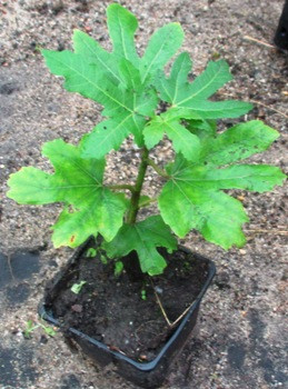 Інжир Далматинський. У контейнерах 0.5 л., фото 1