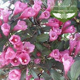 Weigela florida 'Alexandra', Вейгела квітуча 'Александра',P9 - горщик 9х9х9, фото 4