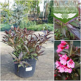 Weigela florida 'Alexandra', Вейгела квітуча 'Александра',P9 - горщик 9х9х9, фото 5