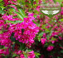 Weigela florida 'Korea', Вейгела квітуча 'Кореа',40-50см,C3.6 - горщик 3,6л