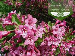 Weigela florida 'Rumba', Вейгела квітуча 'Румба',P9 - горщик 9х9х9