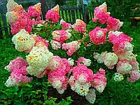 Гортензія Волотиста Ваніла Фрайс/Hydrangea paniculata Vanille Fraise С45