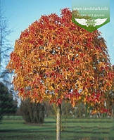 Liquidambar styraciflua 'Gum Ball', Ліквідамбар смолоносний 'Гам Бол',TG6-8,C18 - горщик 18л,PA180-200