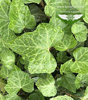 Hedera helix 'Hibernica', Плющ звичайний 'Гіберніка',P9 - горщик 9х9х9