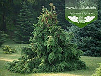 Picea abies 'Acrocona', Ялина звичайна 'Акрокона',C5 - горщик 5л