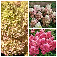 Гортензія волотиста Петіт Флорі/Hydrangea pan.'Petite Flori' С3