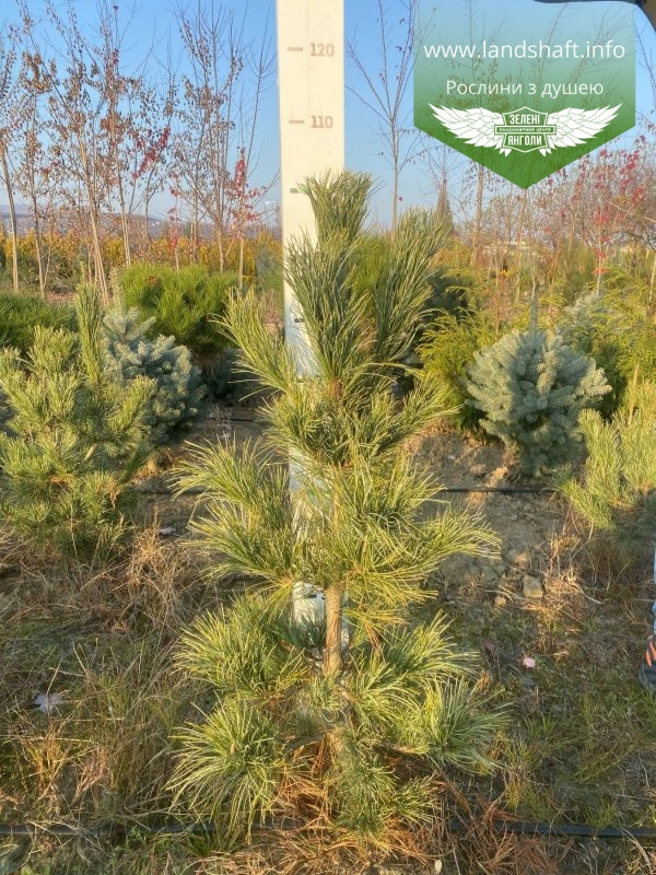 Pinus cembra, Сосна кедрова європейська,C2 - горщик 2л - фото 3 - id-p1901294489