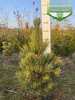 Pinus cembra, Сосна кедрова європейська,WRB - ком/сітка,70-80см