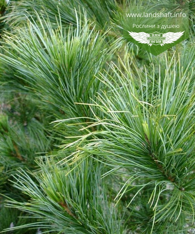 Pinus cembra, Сосна кедрова європейська,WRB - ком/сітка,70-80см - фото 2 - id-p1901294491