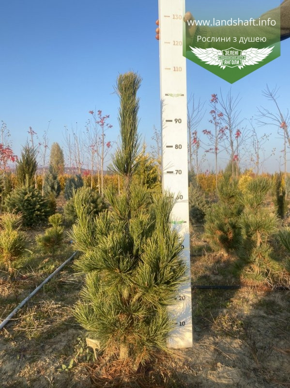 Pinus cembra, Сосна кедрова європейська,WRB - ком/сітка,80-90см - фото 5 - id-p1901294492