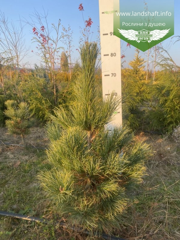 Pinus cembra, Сосна кедрова європейська,WRB - ком/сітка,90-100 см - фото 1 - id-p1901294493