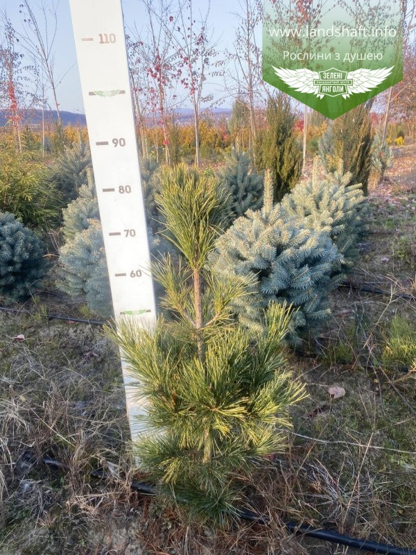 Pinus cembra, Сосна кедрова європейська,WRB - ком/сітка,100-120см - фото 4 - id-p1901294495