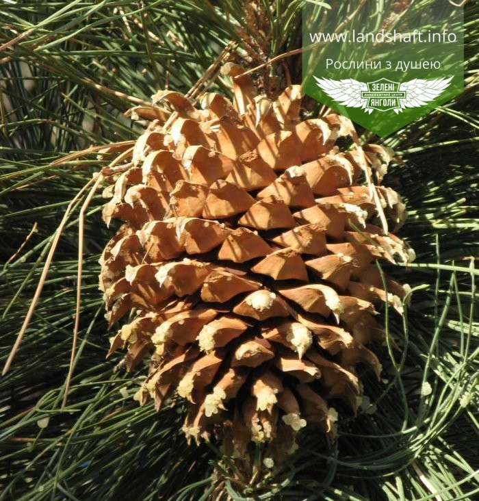 Pinus coulteri, Сосна Култера,WRB - ком/сітка,H120+ см - фото 2 - id-p1901294500