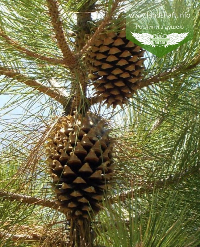 Pinus coulteri, Сосна Култера,WRB - ком/сітка,H140+ см - фото 1 - id-p1901294502