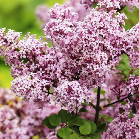 Саджанці Бузку Мейера Палібін (Syringa Meyeri Palibin), фото 1