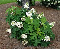 Гортензія дуболиста Сікс Дварф/Hydrangea querc. 'Sike's Dwarf'