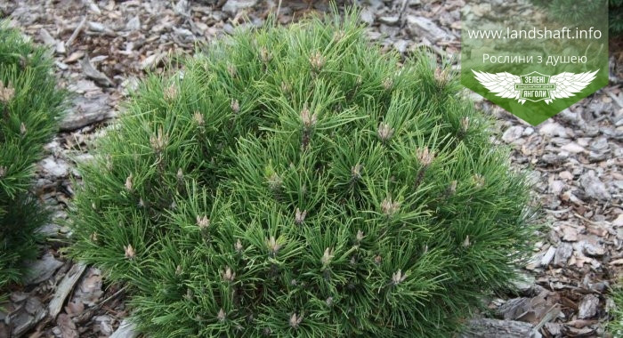 Pinus mugo 'Hesse', Сосна гірська 'Хессе',C10 - горщик 10л - фото 1 - id-p1901294515