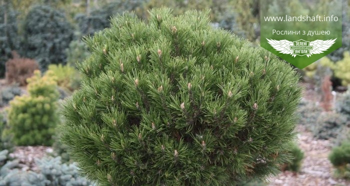 Pinus mugo 'Hesse', Сосна гірська 'Хессе',C10 - горщик 10л - фото 2 - id-p1901294515