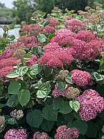 Гортензія деревовидна Пінк Анабель / Hydrangea arborescens Pink Annabelle С3