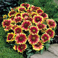 Саджанці Гайлардії великоквіткової Арізона Сан (Gaillardia grandiflora Arizona Sun) P9