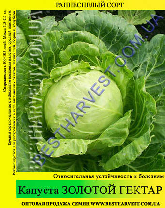 Насіння капусти Золотий Гектар 10 кг (мішок), фото 2