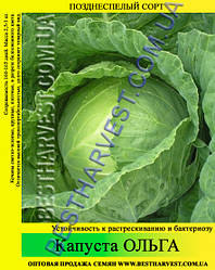 Насіння капусти Ольга 10 кг (мішок)