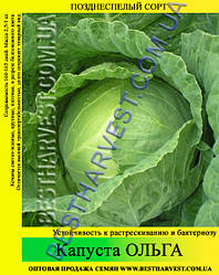Насіння капусти Ольга 0.5 кг, білокачанна