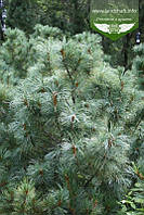 Pinus parviflora 'Glauca', Сосна дрібноквіткова 'Глаука',C5 - горщик 5л