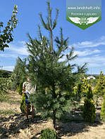 Pinus strobus, Сосна Веймутова,WRB - ком/сітка,240-260см,PA80-100