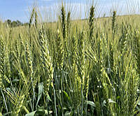 Семена озимой пшеницы БЕЛИНДА (элита) (реализуем от 1т)