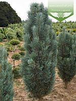 Pinus sylvestris 'Fastigiata', Сосна звичайна 'Фастігіата',C5 - горщик 5л