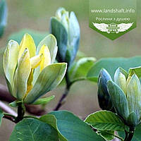 Magnolia acuminata 'Blue Opal', Магнолія загострена 'Блу Опал",80-100 см, C7.5 — гірник 7,5л