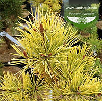 Pinus sylvestris 'Gold Coin', Сосна звичайна 'Голд Койн',C5 - горщик 5л